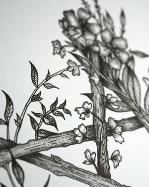 Floral Pentacle - Original A4 Drawing