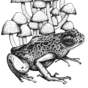 Frog and Mushrooms - Standard Art Print