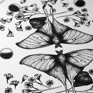 Luna Moth - Giclée Art Print