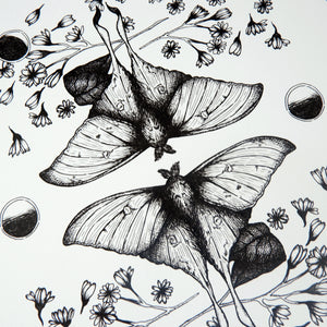 Luna Moth - Standard Art Print